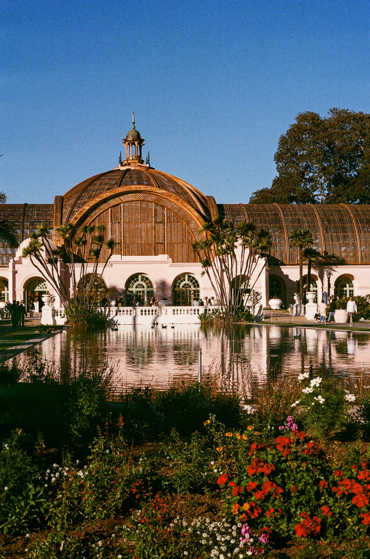 Balboa Park Botanical Building with its wooden dome reflected in the lily pond framed by palms and flowers