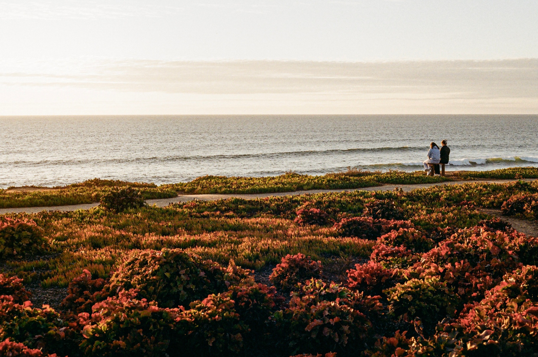Couple sitting on a bench overlooking the Pacific Ocean at golden hour, framed by red ice plant blooms