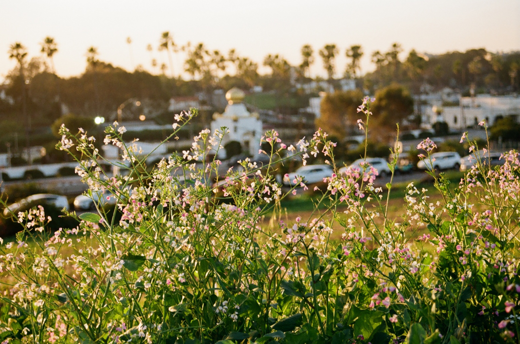Wildflowers at golden hour above a quiet town, on film