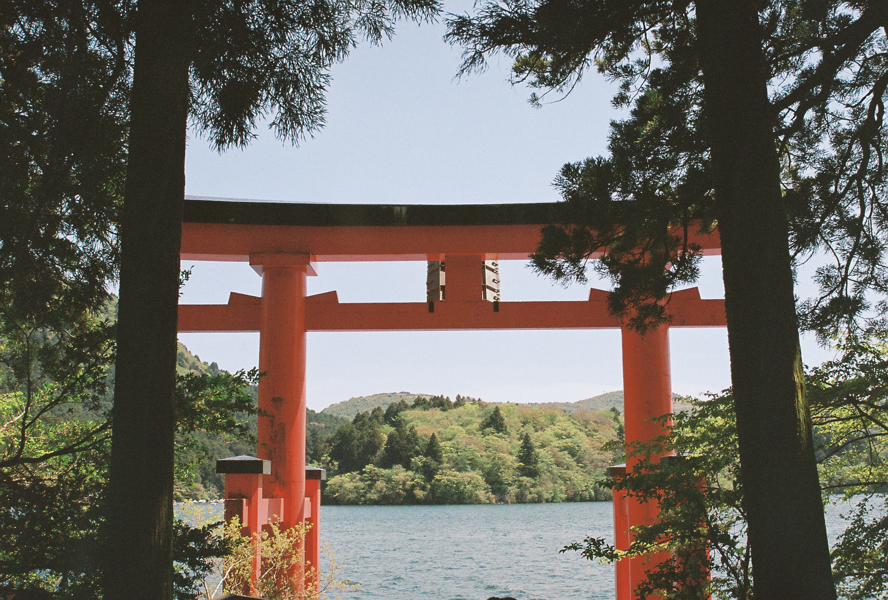 Large red Hakone Torii of Peace rising over Lake Ashi, framed by cedar trees