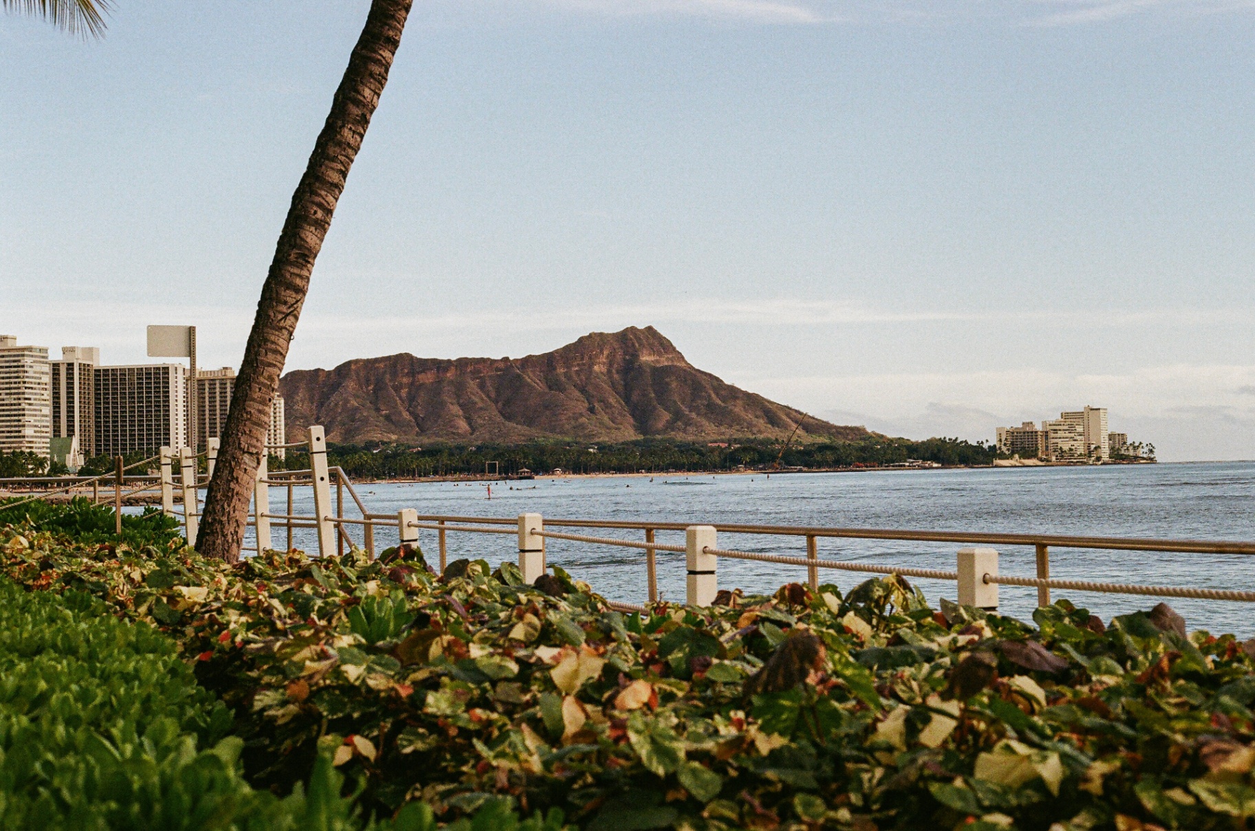 Waikiki shoreline with a lone palm and Diamond Head crater rising beyond the bay