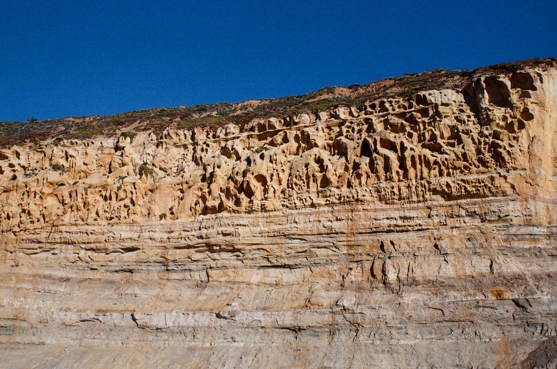 Weathered sandstone cliffs of Torrey Pines with layered rock formations against a deep blue California sky
