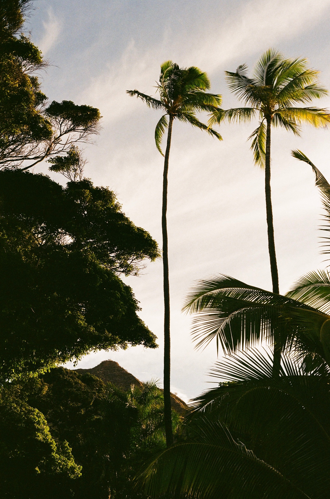 Tall palm trees silhouetted against a soft Hawaiian sky at golden hour