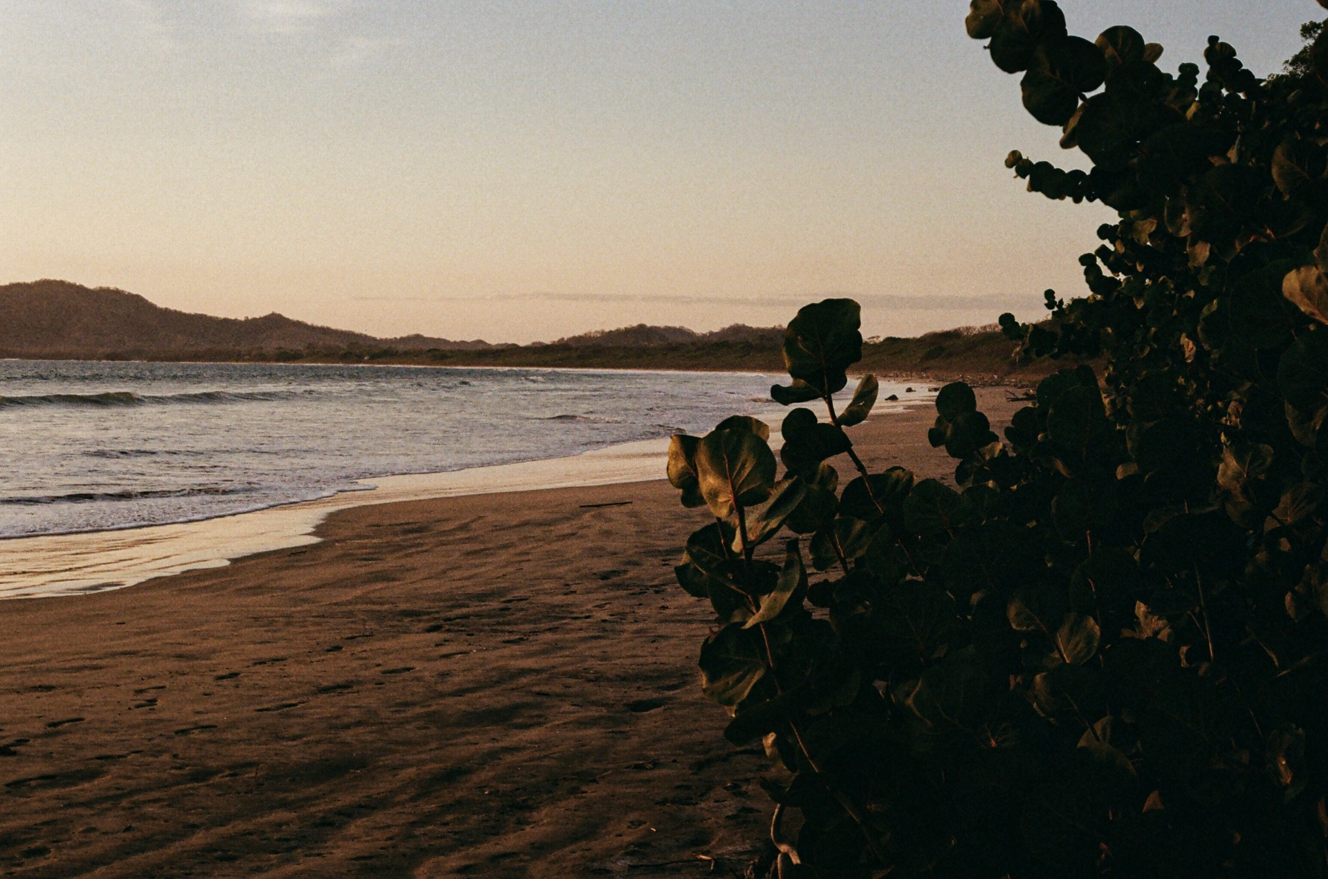 Sea grape leaves silhouetted against a Costa Rica beach at dusk