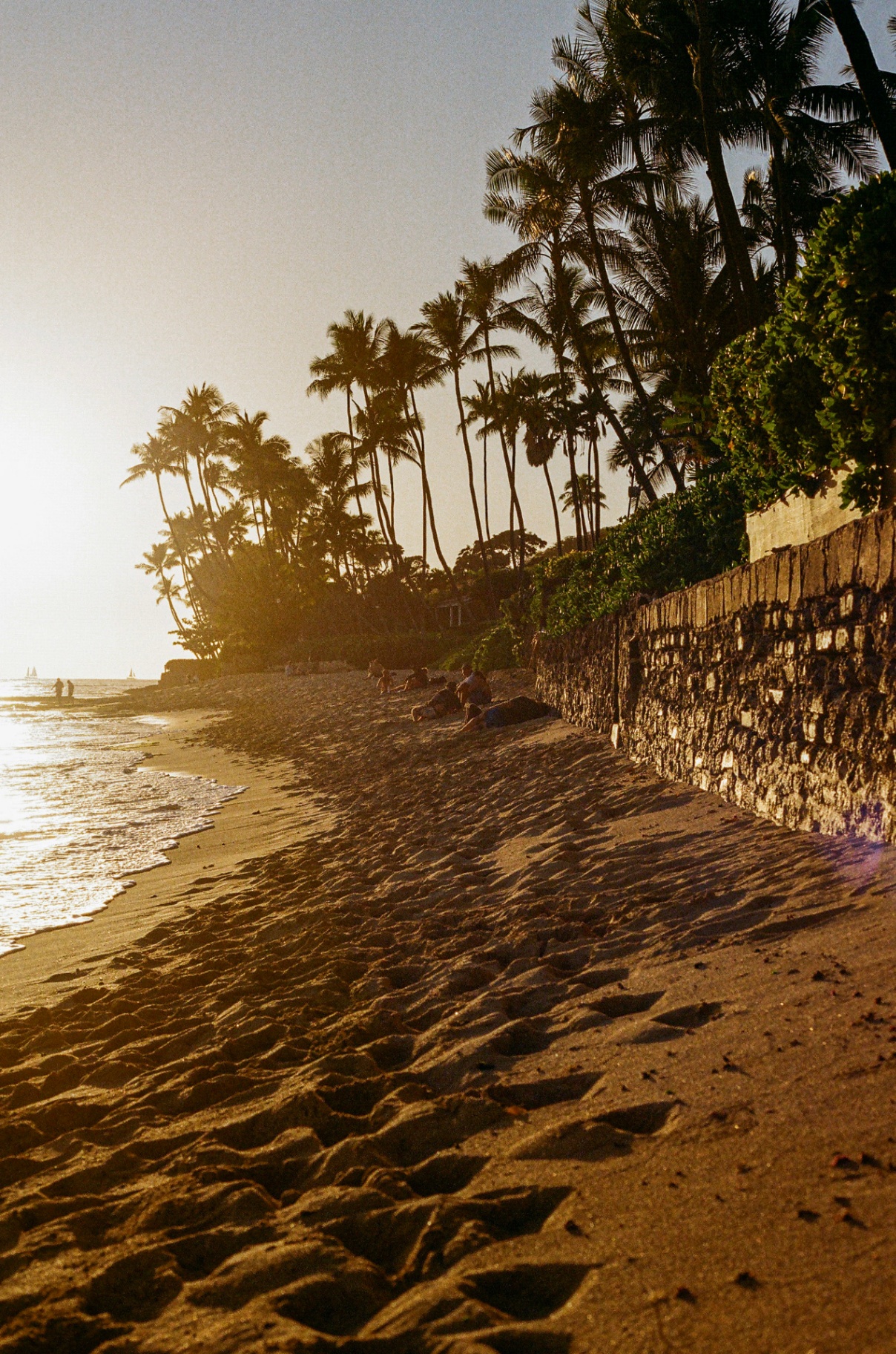 Palm trees along a Hawaiian beach at golden hour with footprints in the sand