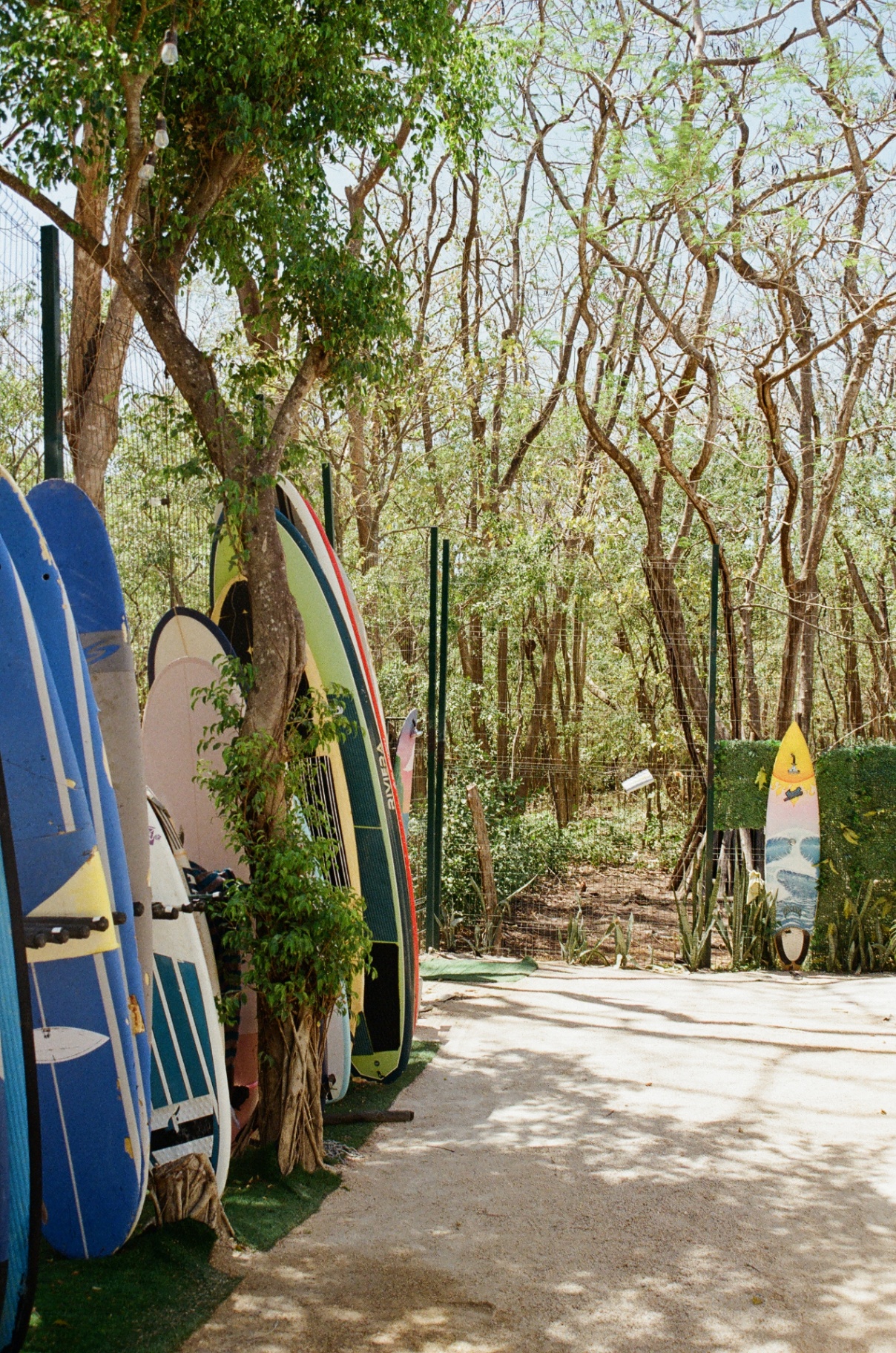 Surfboards standing beside a sandy path through trees near the Costa Rica beach