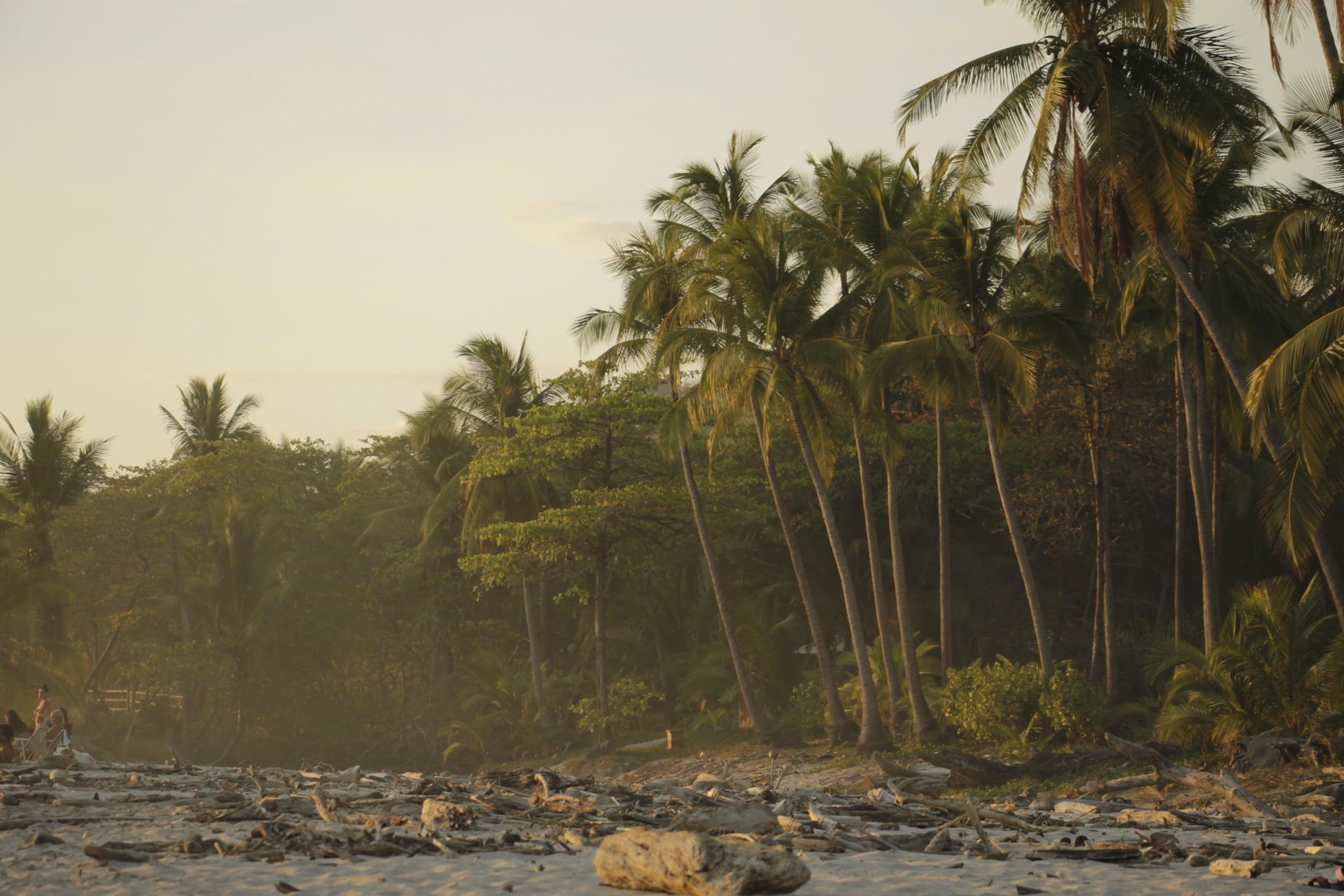 Golden hour beach with palm trees and driftwood, Costa Rica