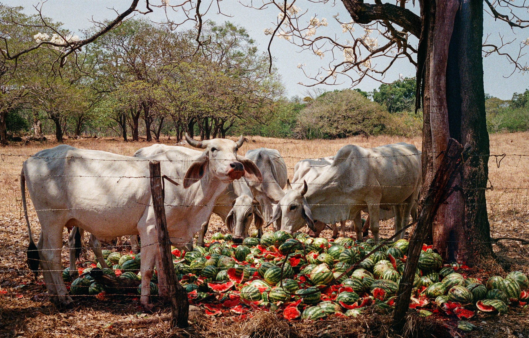White cattle feeding on a pile of watermelons behind a barbed wire fence in Costa Rica