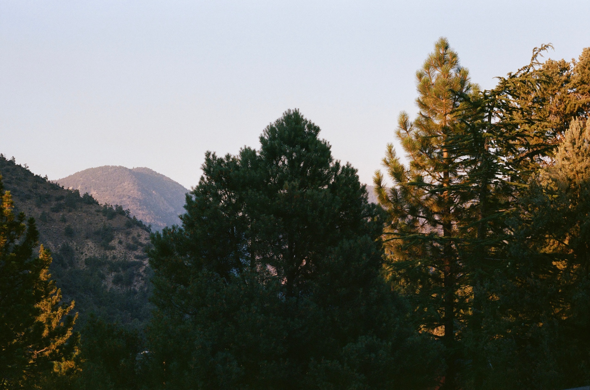 Pine trees catching last light against the Eastern Sierra mountains at dusk