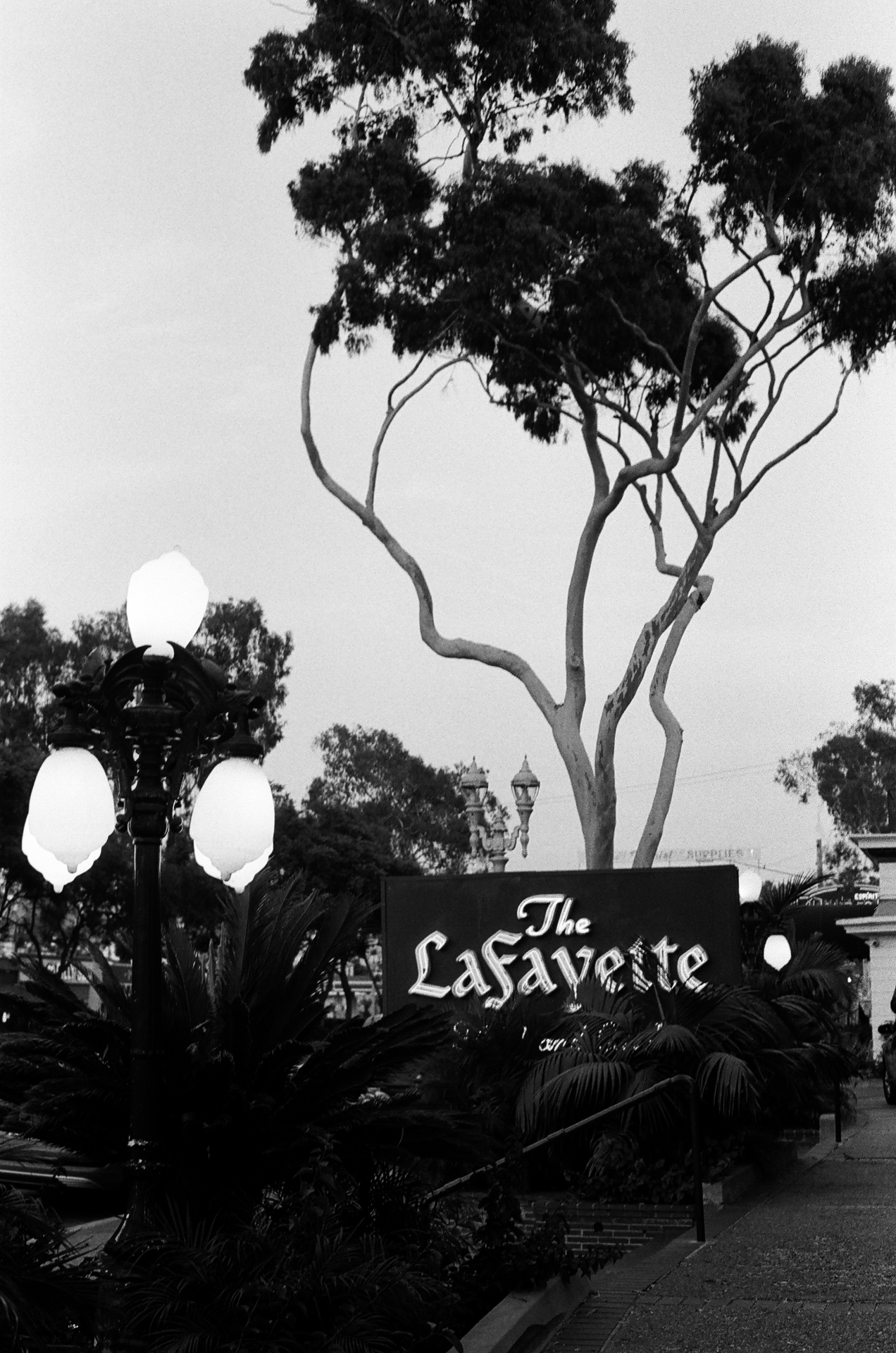 Black and white photo of The Lafayette hotel sign in San Diego with a eucalyptus tree and vintage lamp posts