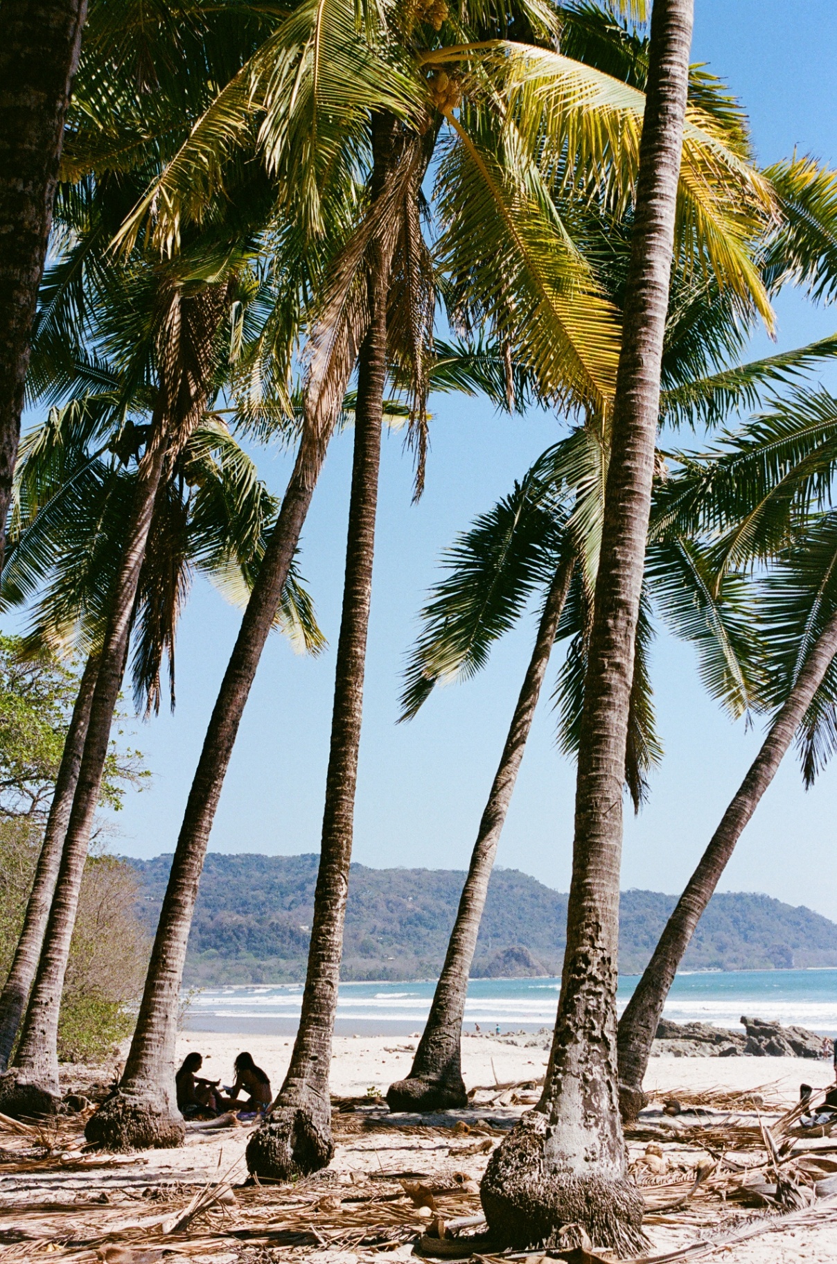 A palm grove in the Costa Rican jungle
