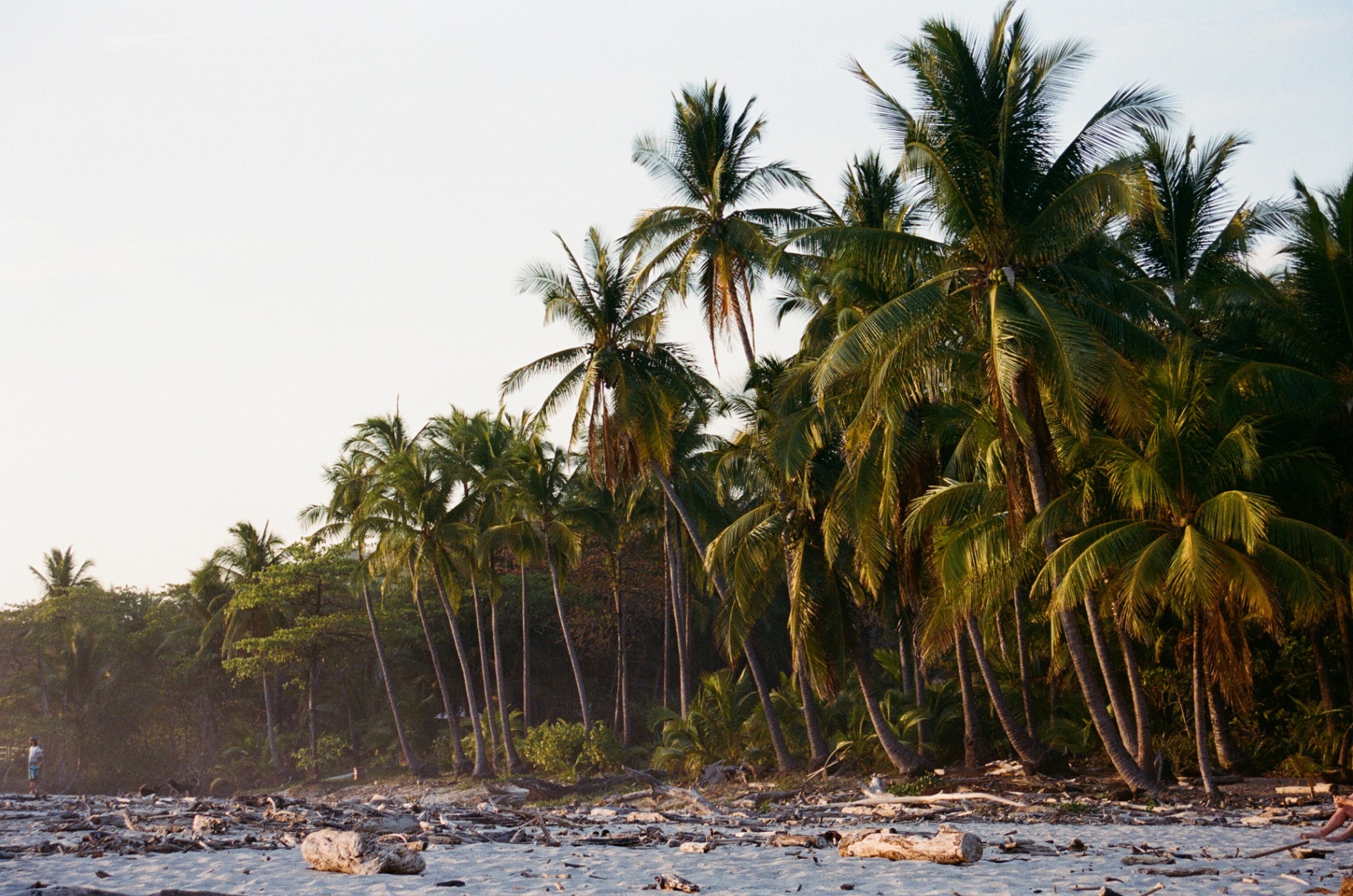Palm trees leaning over a rocky Costa Rica shoreline in warm evening light