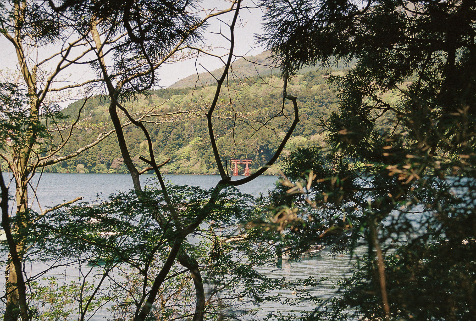 The red Hakone torii on Lake Ashi seen through branches from the far shore