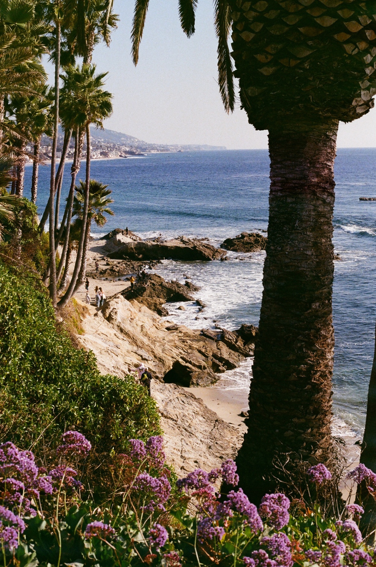 Laguna Beach cove framed by palm trunks and purple flowers with the ocean beyond