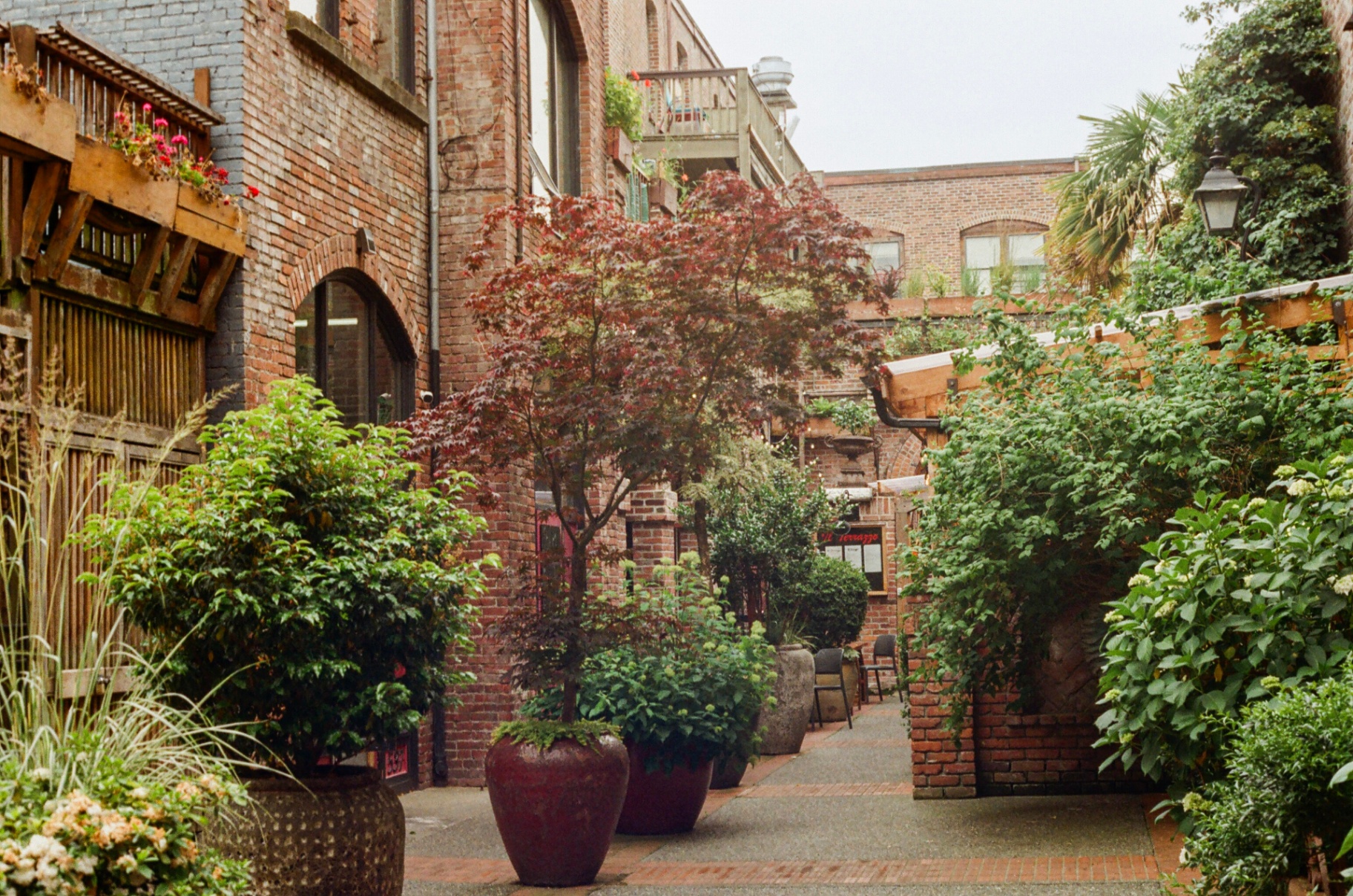 Brick courtyard in Victoria's Old Town with a Japanese maple and potted plants