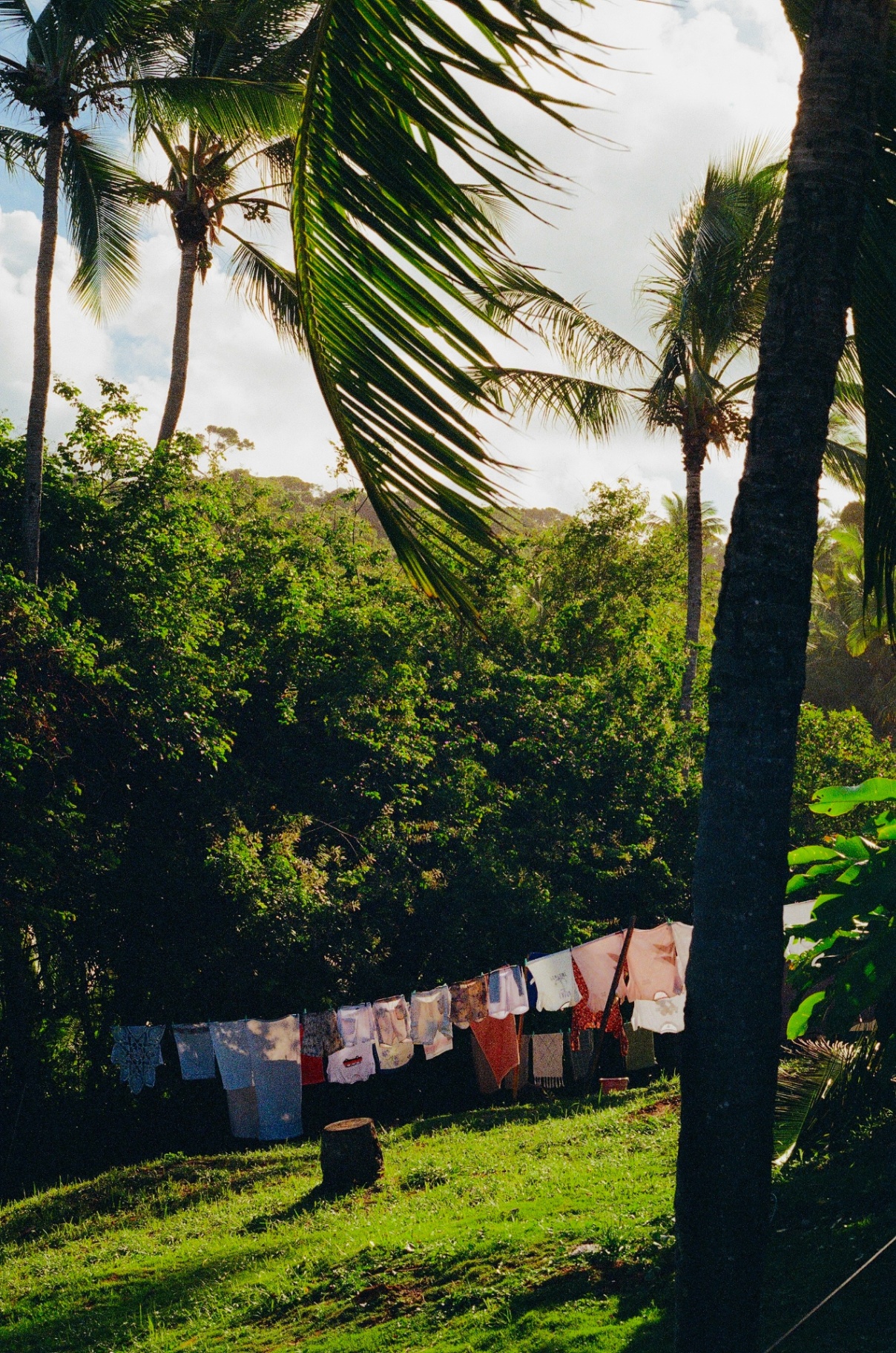 Colorful laundry hanging on a line between palms and tropical greenery in Bahia