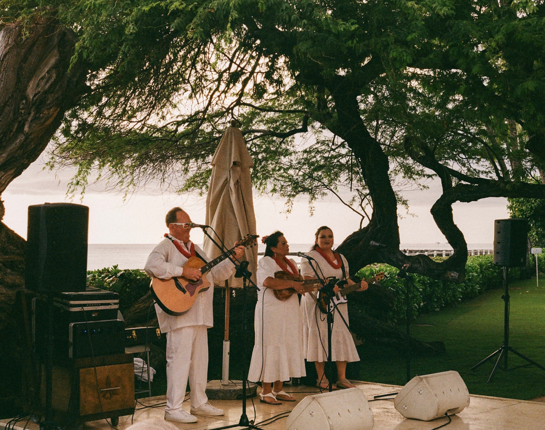 Hawaiian trio in white performing under a monkeypod tree at sunset by the ocean