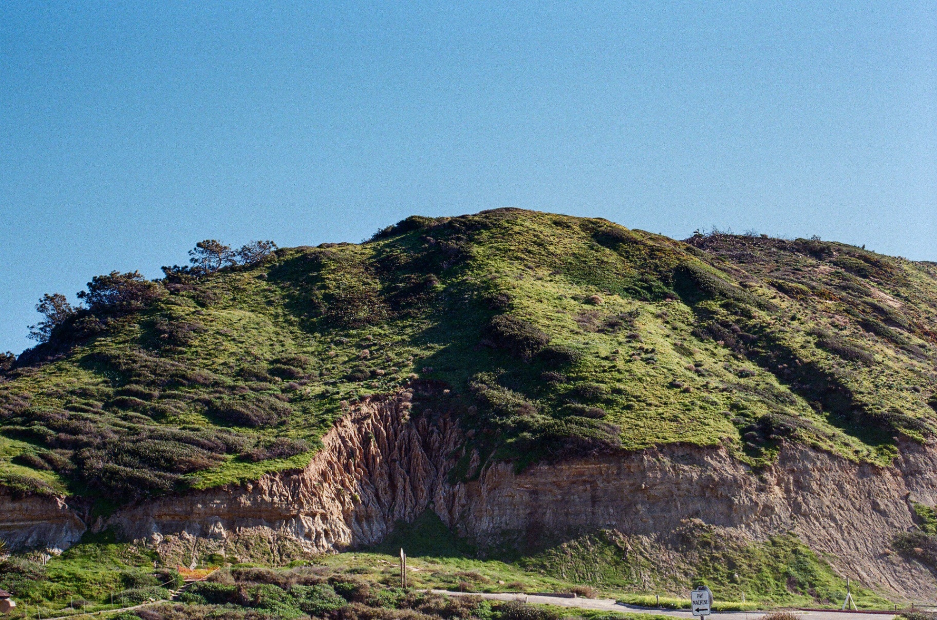 Green coastal hillside above eroded sandstone cliffs under a clear blue California sky