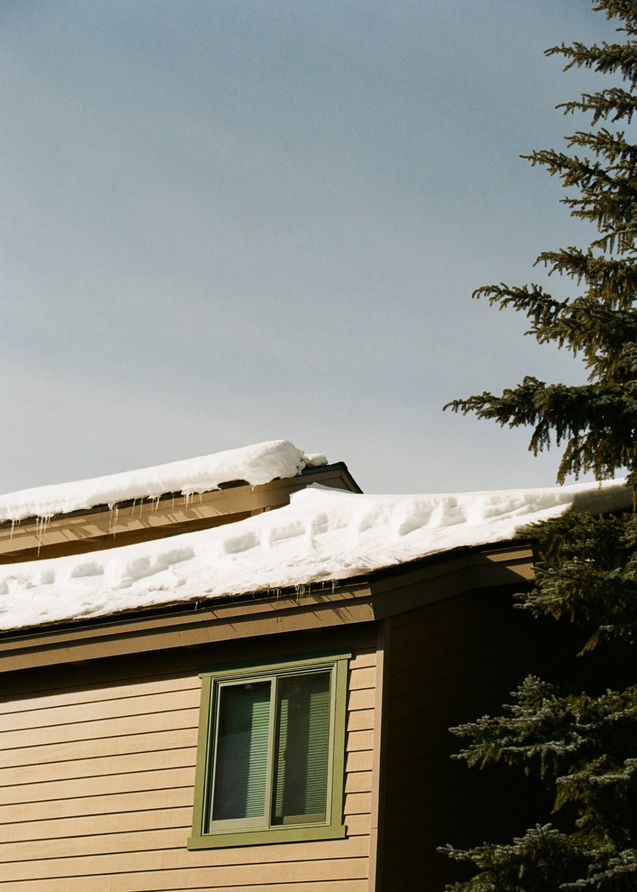 Snow piled on the roof of a Mammoth cabin with icicles and a pine tree against blue sky