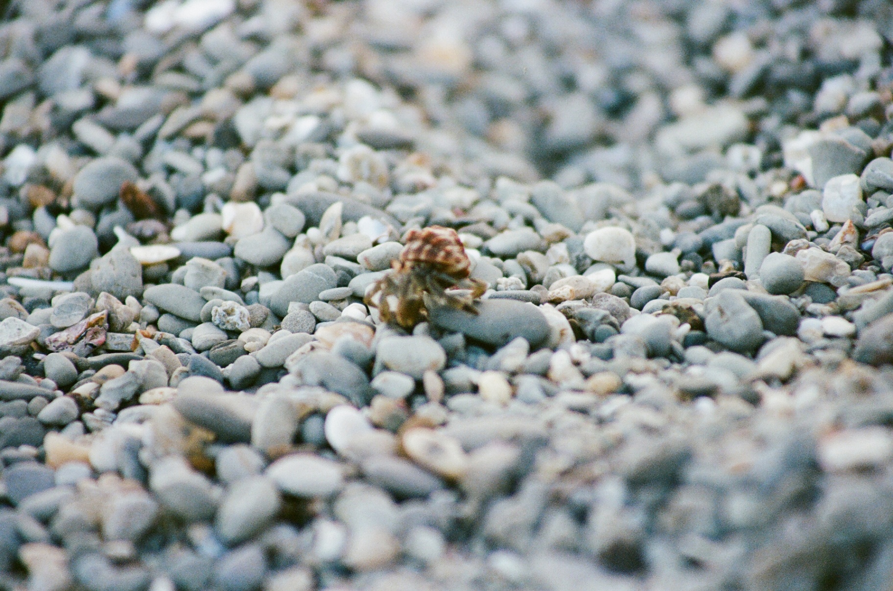 A tiny hermit crab crossing pale beach stones in Costa Rica