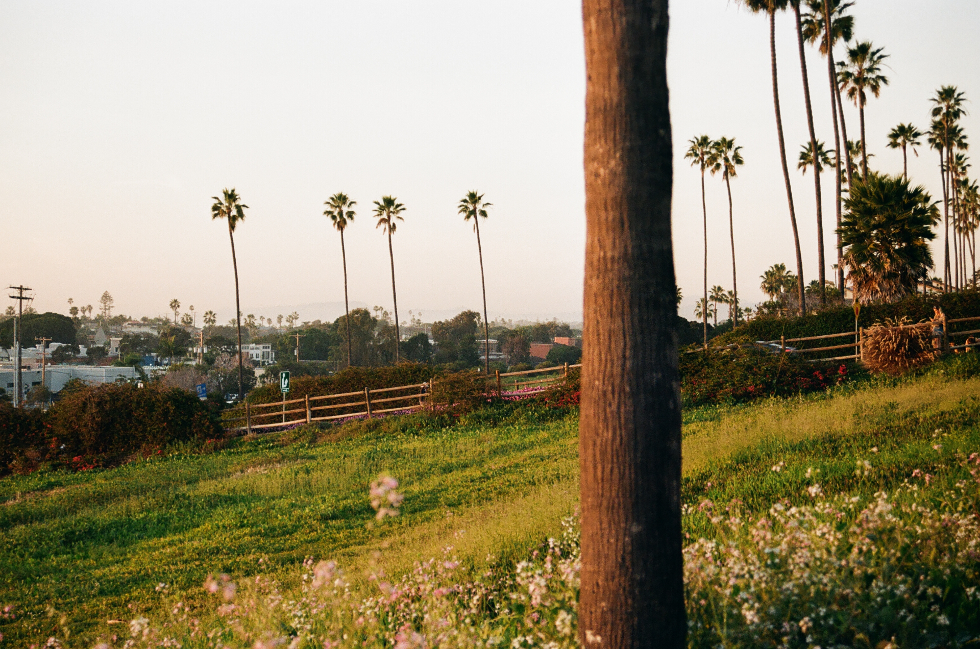 Palm trees rising over a grassy California bluff with pink wildflowers in the foreground