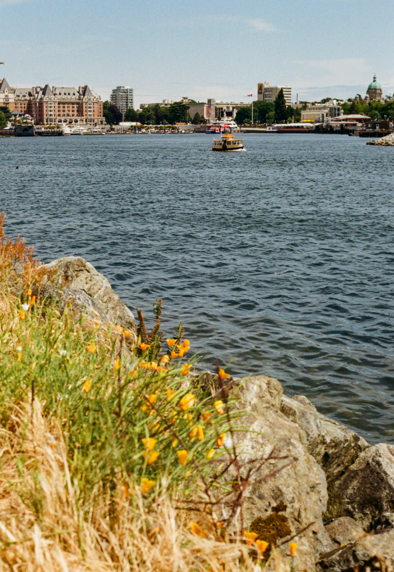 California poppies on a rocky shoreline looking across to the Empress Hotel and Parliament