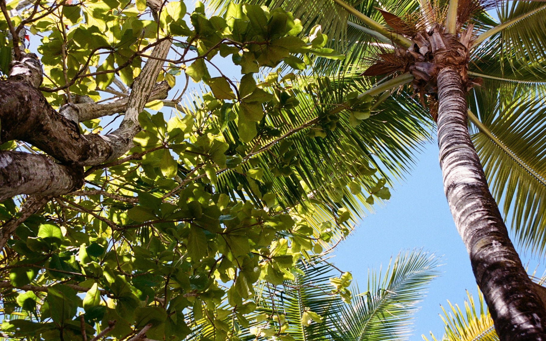 Looking up through palm fronds and broad green leaves into a bright blue Costa Rica sky